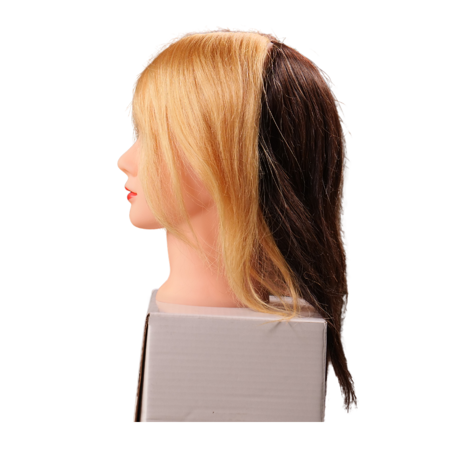 Ebony 4 Quad Multicultural Manikin